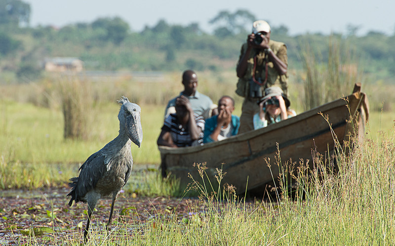 Shoebill-tracking-In-Mabamba-Swamp-with-Realm-Africa-Safaris-2