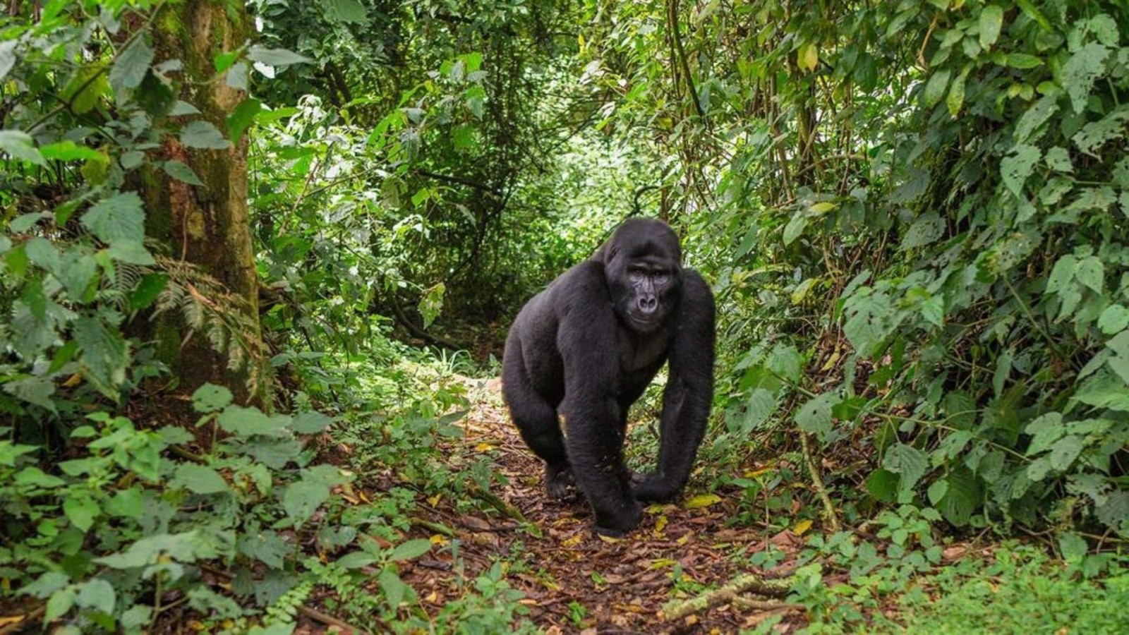 Silverback-gorilla-look-at-the-camera-on-gorilla-trekking-in-uganda-1024x692-2.jpg