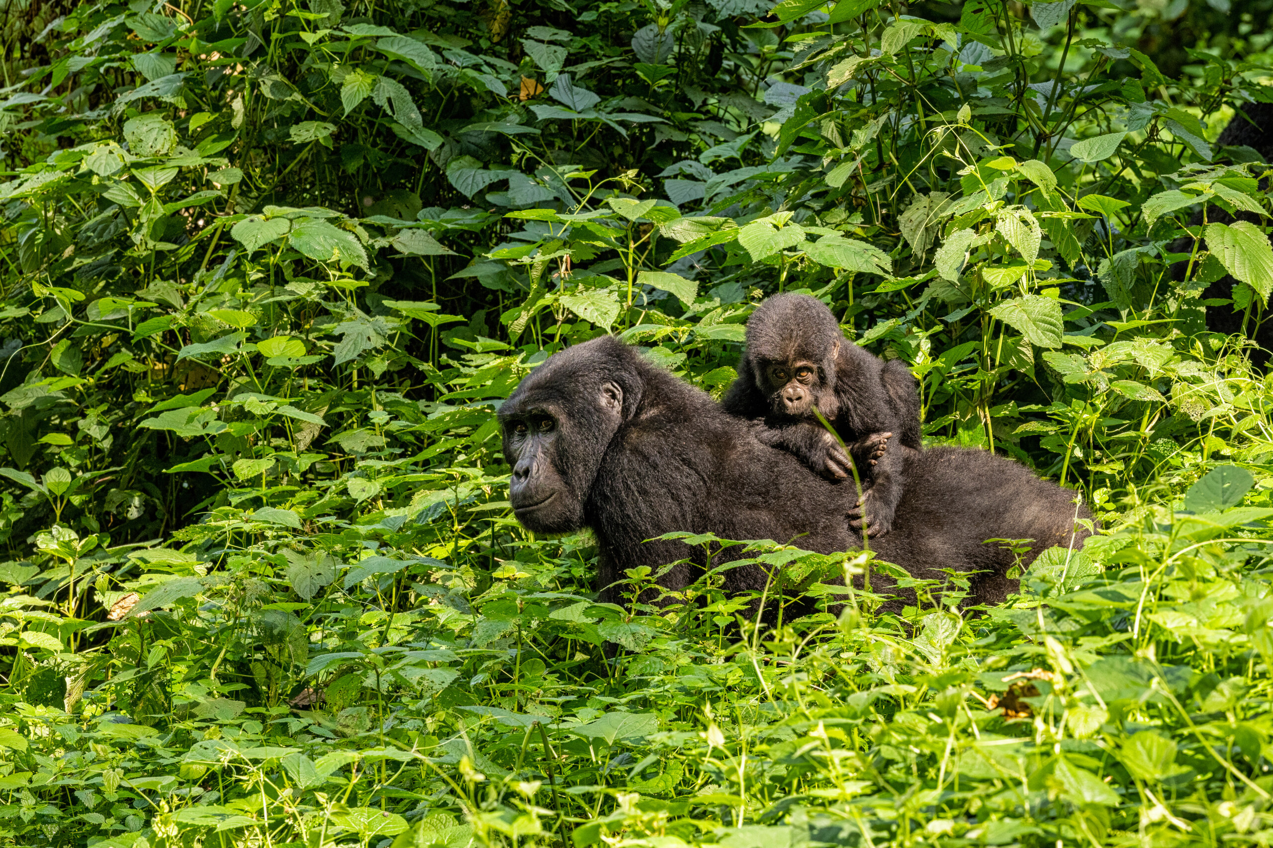 mother-baby-mountain-gorillas-uganda.jpg